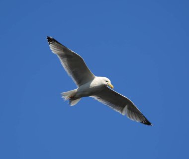 gökyüzü uçan martı