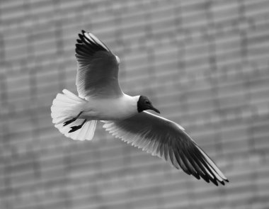 Beyaz tuğla duvara karşı uçuş martı