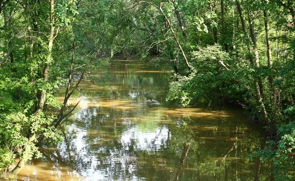 Een Smalle Donkere Rivier Met Beboste Banken — Stockfoto