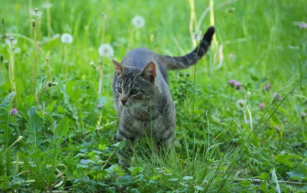 Grå Randig Katt Grönt Gräs — Stockfoto
