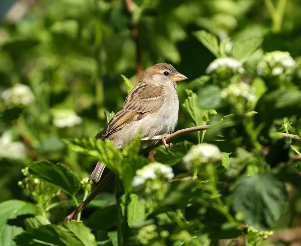 Passero Ramo Albero Uno Sfondo Boscaglie Verdi — Foto Stock