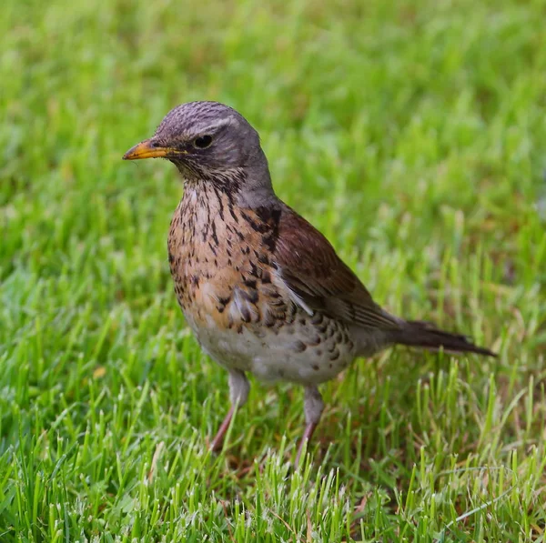 Uccello Canterino Nell Erba Verde Del Prato — Foto Stock