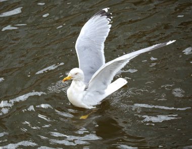 Martı su üzerinde oturur kanatlarını yayan