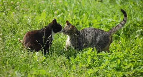 Γκρίζα Γάτα Και Μαύρη Γάτα Πράσινο Γρασίδι — Φωτογραφία Αρχείου