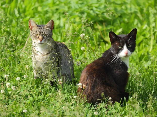 Grey cat and black cat in green grass