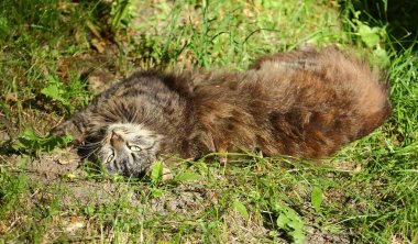 Parlak güneş ışığında yeşil çimenler üzerinde yatan kabarık kahverengi kedi