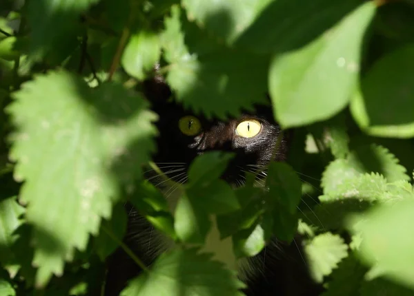 Κίτρινα Μάτια Γάτας Που Κάθεται Ενέδρα Πράσινα Στίγματα — Φωτογραφία Αρχείου