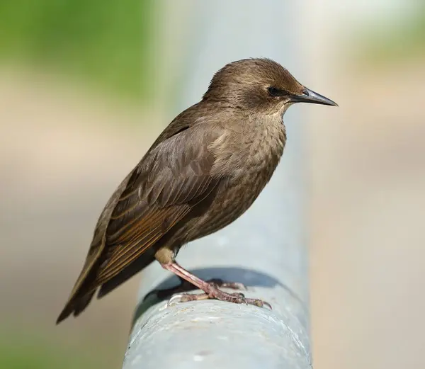 Blackbird Sentado Tubo Metal Cinza — Fotografia de Stock