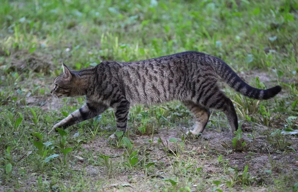 Gatto Strisce Grigie Intrufola Terra Tra Verde Raro — Foto Stock