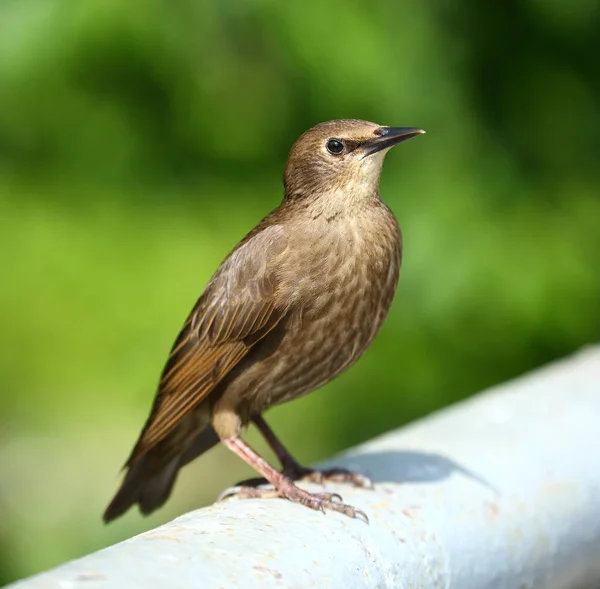 Blackbird Sentado Tubo Metal Cinza — Fotografia de Stock