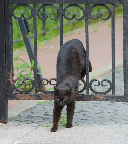 Svart Katt Krypar Genom Stängerna Grinden — Stockfoto