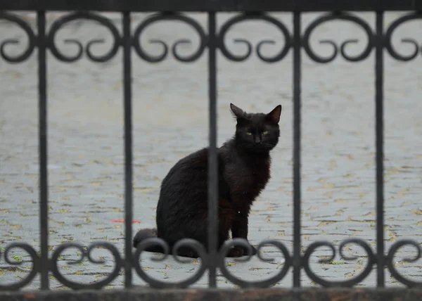 Gato Preto Senta Atrás Portão Barrado — Fotografia de Stock