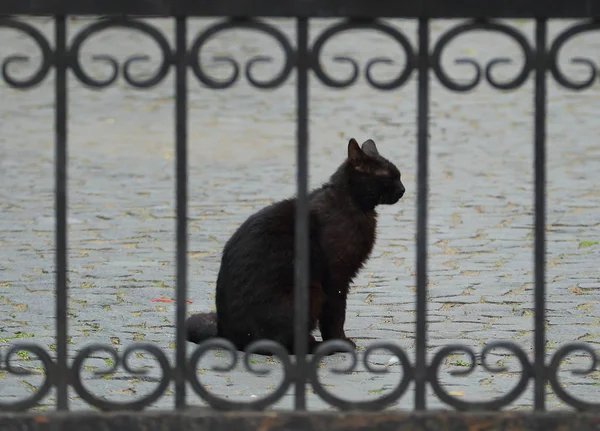 Chat Noir Est Assis Derrière Barrière Barrée — Photo