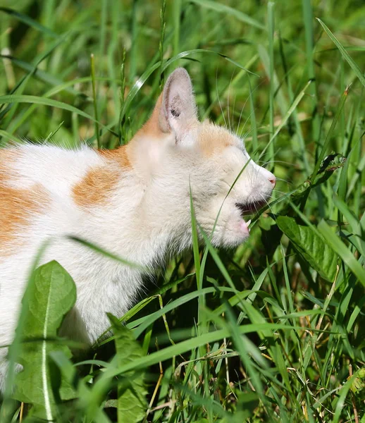 Gatto Bianco Rosso Che Mangia Erba Verde Sul Prato — Foto Stock