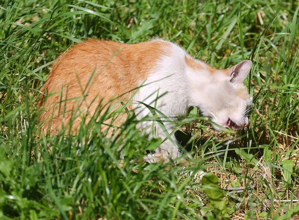 Red White Cat Eating Green Grass Lawn — Stock Photo, Image