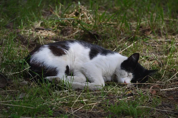 Yeşil Çimenler Üzerinde Uyuyan Siyah Beyaz Kedi — Stok fotoğraf