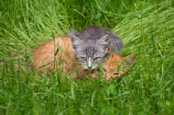 Szare Czerwone Kocięta Zielonej Trawie — Zdjęcie stockowe