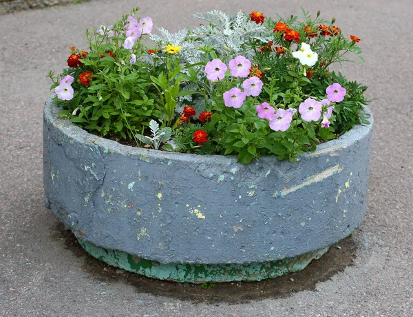 Round white concrete flowerbed with flowers — Stock Image White Concrete Flowerbed Flowers Stock Photo