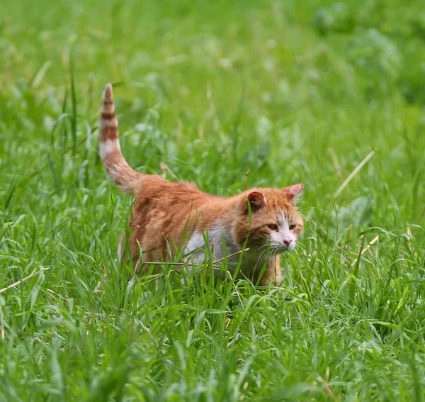 Vit Röd Katt Grönt Gräs — Stockfoto