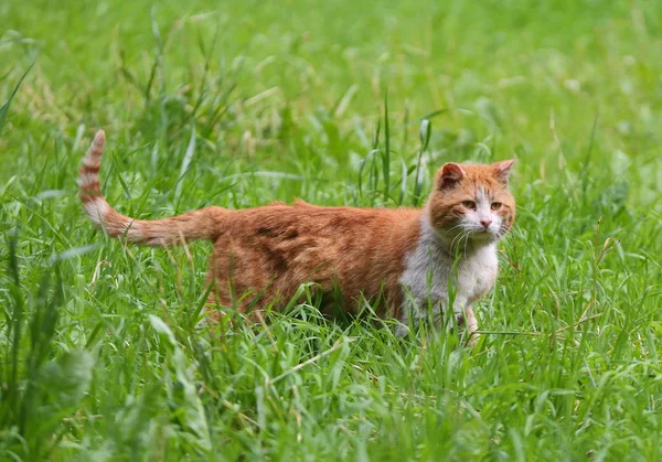 Biały Czerwony Kot Zielonej Trawie — Zdjęcie stockowe