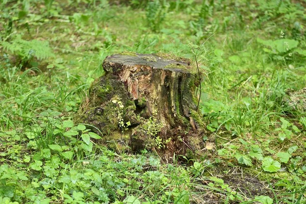 Vieux Motte Pourri Recouvert Mousse Dans Herbe Verte — Photo