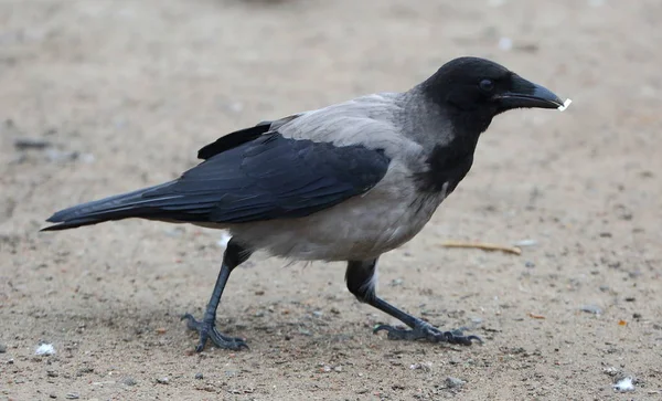 Walking Ground Crow Piece Paper His Beak — Stock Photo, Image