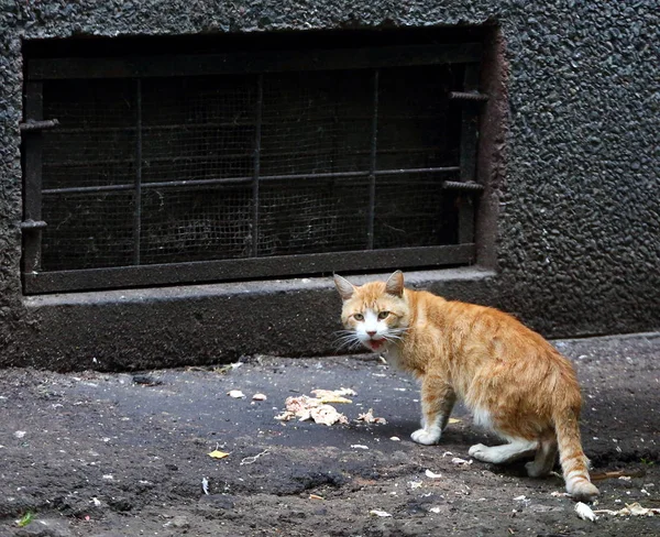 Κόκκινη Γάτα Που Τρώει Κοντά Στο Παράθυρο Του Υπογείου — Φωτογραφία Αρχείου