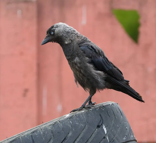 Jackdaw Zittend Een Rubberen Band Achtergrond Van Een Roze Hek — Stockfoto