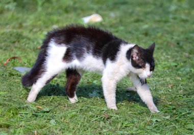 Kavga dan önce siyah beyaz kedi