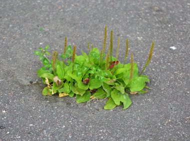 Yeşil bitki kaldırım aracılığıyla çimlenme