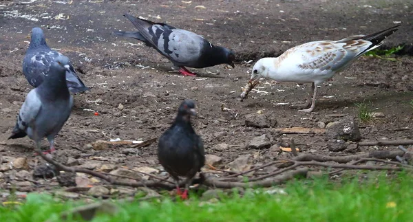 Gaviota Suelo Entre Palomas Con Comida Pico — Foto de Stock