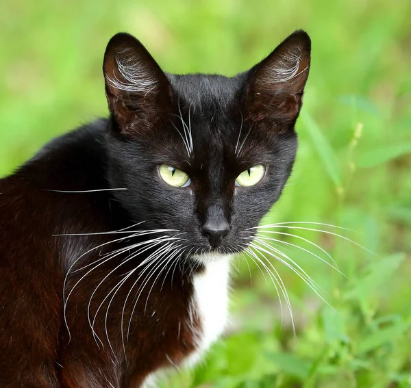 Porträtt Svart Och Vit Katt Med Vit Mustasch — Stockfoto