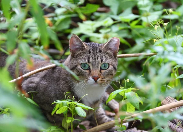 Porträt Einer Grauen Katze Mit Grünen Augen Gras — Stockfoto