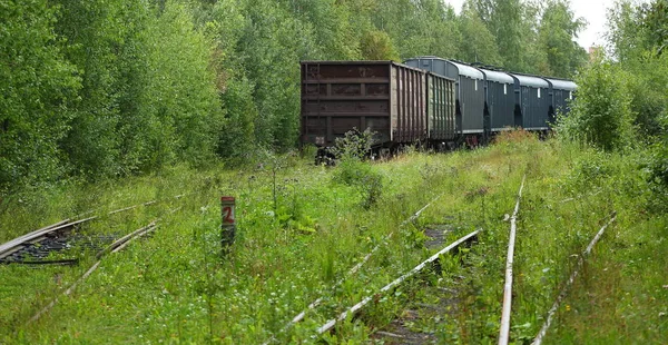 Freight train on the old railway in the forest
