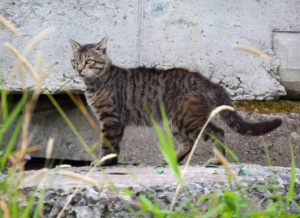 Gato Selvagem Cinzento Uma Laje Concreto Velho — Fotografia de Stock