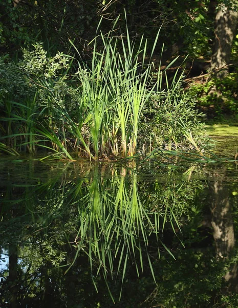 리드와 연못의 — 스톡 사진