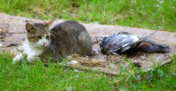 Katze Mit Toter Taube Auf Dem Grünen Gras — Stockfoto
