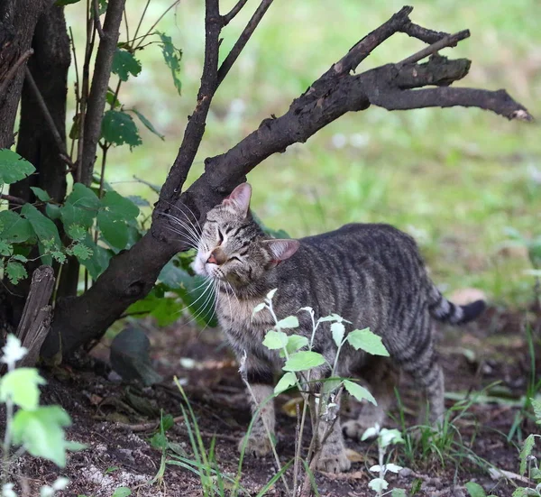 Grau Gestreifte Katze Juckt Einem Ast — Stockfoto