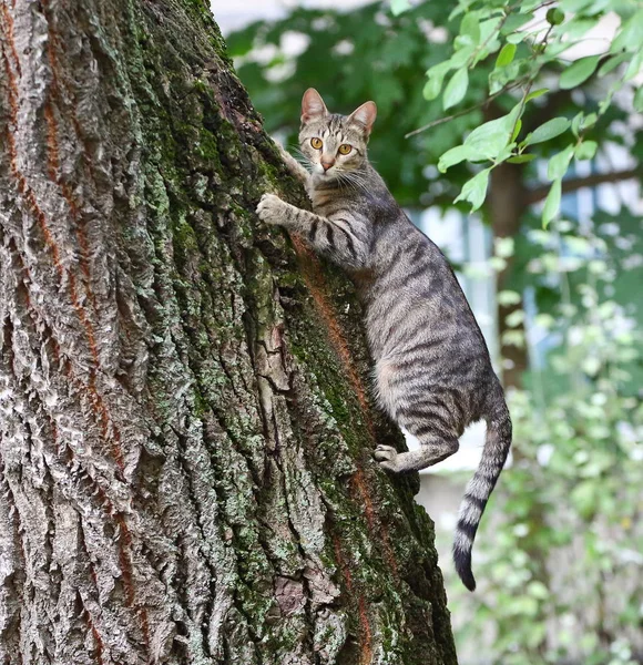 Grå Randig Katt Klättrar Ett Tjockt Träd — Stockfoto
