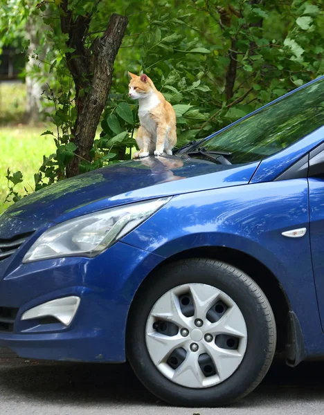 Gato Vermelho Branco Sentado Capô Carro Azul — Fotografia de Stock