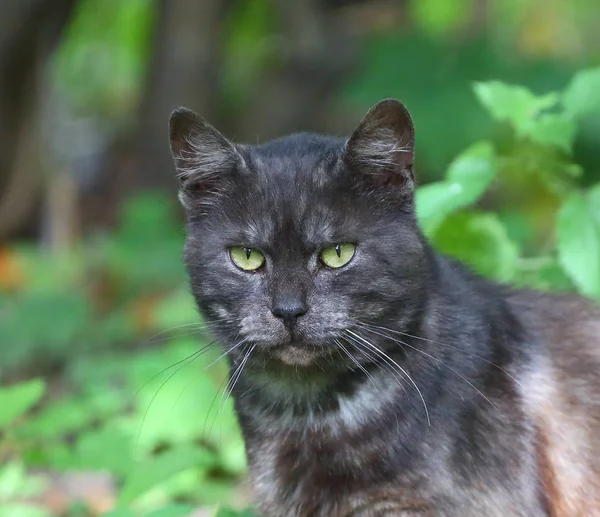 Beyaz bıyıklı siyah ve gri kedi portresi