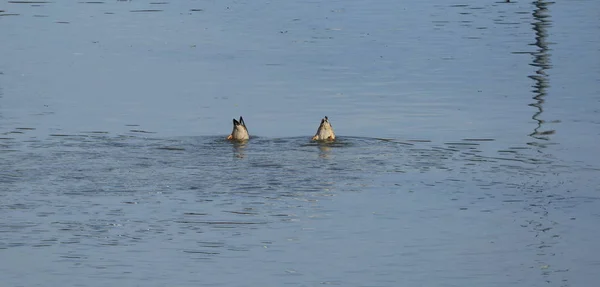 Anatre Selvatiche Tuffano Nell Acqua Del Fiume — Foto Stock