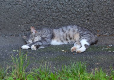 Gri-beyaz kedi evin duvarında uyuyor