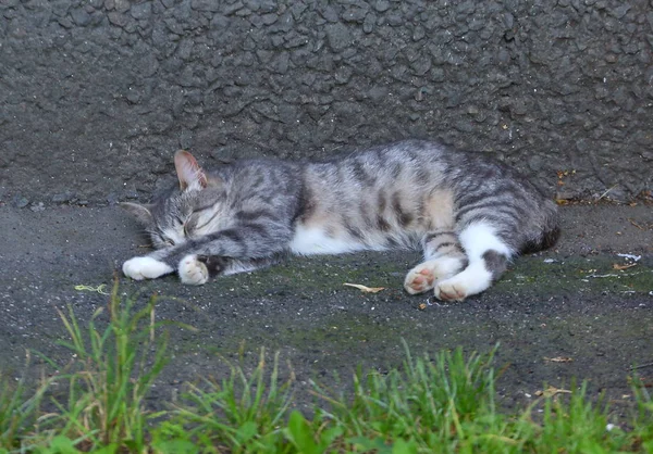 Gri-beyaz kedi evin duvarında uyuyor