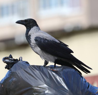 Siyah plastik çöp torbasıüzerinde oturan karga