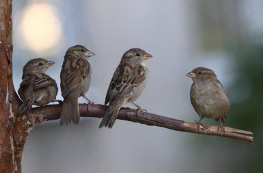 Kuru bir ağaç dalı üzerinde dört serçe