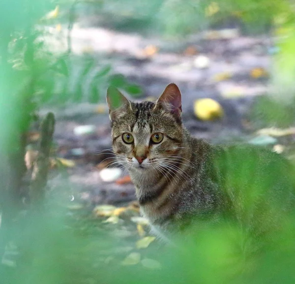 Portrait Grey Striped Cat Green — Stock Photo, Image