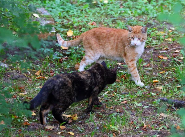 緑の草の中の赤猫と亀の猫 — ストック写真