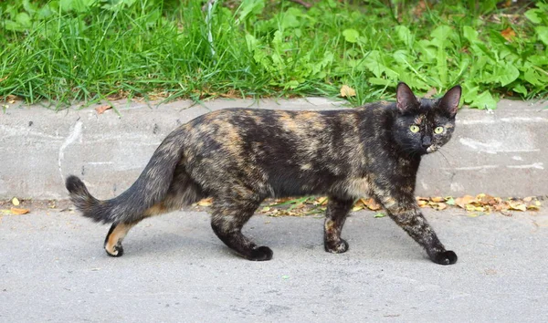 stock image Cat tortoiseshell color goes on the pavement along the lawn