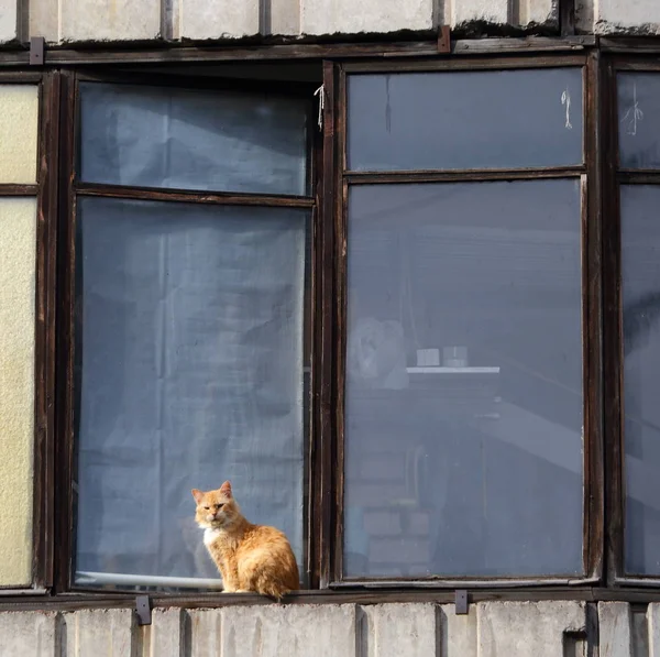 Bir evin pencere üzerinde Kedi